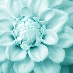 Meet your Posher, Addison